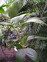 Chamaedorea Ernesti-Augustii (fam. Arecacees) (Amerique centrale) (3) (Photo F. Mrugala)